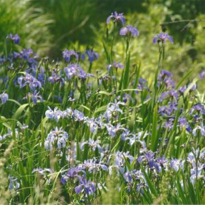 photo Peeking Through - Taken just opposite the picture of the tree. by Joan Parvis