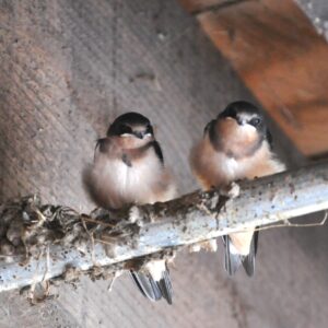 photo Barn Swallows -  by Martin McCann