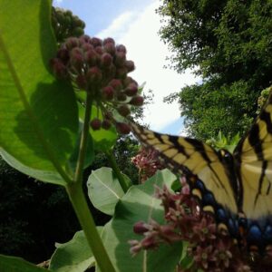 photo Butterfly -  by Melissa A Manning