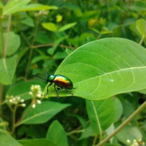 photo Beetle -  by Melissa A Manning