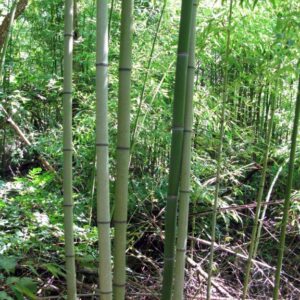 photo Bamboo -  by Melissa Drouin