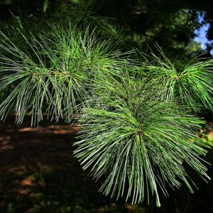 photo White Pine -  by Robert H. McKay