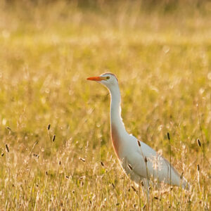 photo Cattle Egret - taken in June by Wendy Crowe