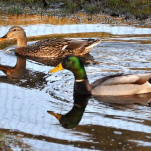 photo Swim Team - taken in March by Martin McCann