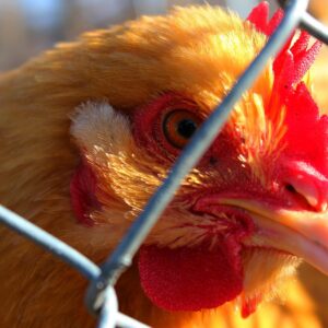 photo Curious Chicken - taken in December by Jeff Kozub