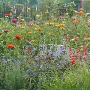 photo Community Gardens Wildflowers - taken in June by Karen Schoenhaar
