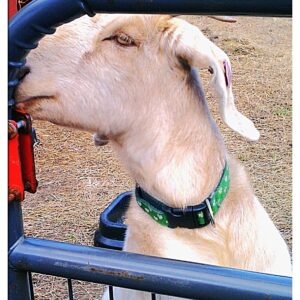 photo Gate Goat - Taken in January by Alexis Rotella