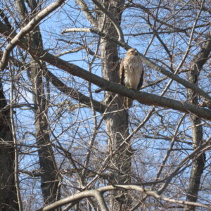 photo I'm master of all I survey, - Taken January 13, 2012 by Joan Parvis'