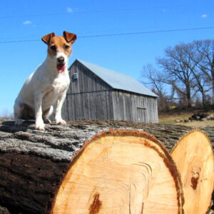 photo Lumber Jack - Taken 3/1/2012 with "Dena"  our Jack Russell Terrier by Maddy Beyer