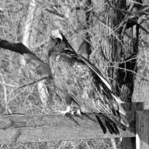 photo Buzzy - Taken on January 6th by Michael P. Martinez