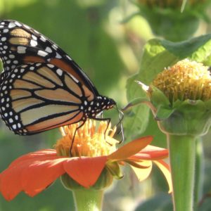 photo Mighty Monarch - Taken at the Community Gardens on September 30, 2020 by Mary Pat Bozel