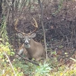 photo Kinder Farm Buck - Taken while walking the Perimeter Trail between mile markers 1.2 and 1.3, on October 25, 2020 by Robert Hobson