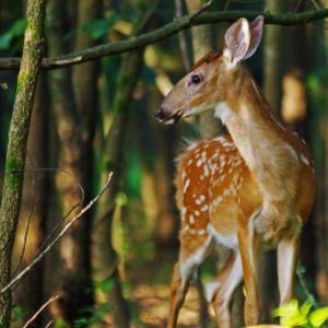photo Fawn at Daybreak - Taken just off the Blackberry Trail on July 25, 2020 by Dominic "Mickie" Vigneri