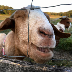 photo I Love That Joke - Taken at the goat pasture on September 23, 2020 by John W. Wright