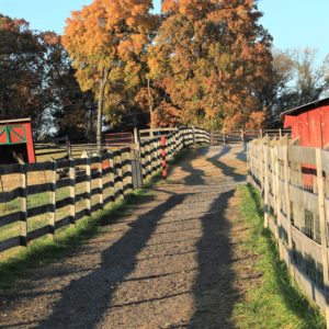 photo Fall Shadows - Taken on path that leads past silos to barn area on November 8, 2020 by Bob Engh