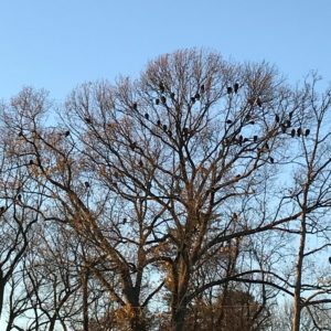 photo Winter Trees - Taken on November 20, 2020 by Katherine Hill