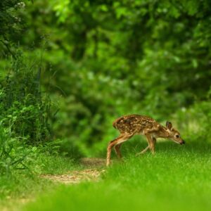 photo Newborn Fawn - Taken on the Blackberry Trail on May 16, 2021 by Dominic "Mickie" Vigneri