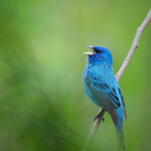 photo Indigo Bunting - Taken of an Indigo Bunting calling from a tree near the Perimeter Trail on May 5, 2021 by Nick Stroh