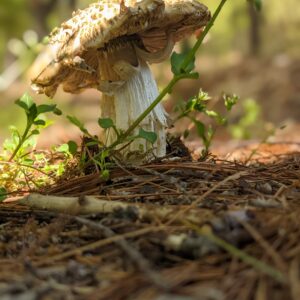photo The Unknown Mushroom Getting Old - Taken near Bunks Pond on April 36, 2021 by Raphaela Casandra