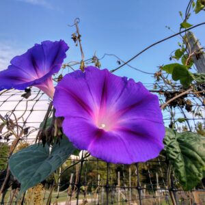 photo Morning Glories - Taken in the Community Gardens on October 7, 2021 by Mary Gallo
