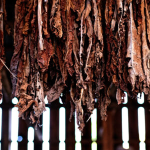 photo Dried Tobacco - Taken in the Tobacco Barn on November 14, 2021 by Adam Slote