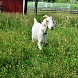 photo Lazy Day Stroll through the Paddock - The goat was taking a lazy stroll near the cow pasture and the rabbit cages in the morning on June 21, 2021 by Peyton Weiss