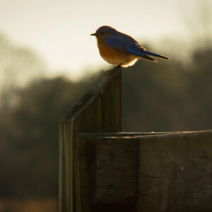 photo Eastern Blue Bird at the Farm - Taken at the sheep pen on the fence on February 15, 2022 by Tyler Woodruff