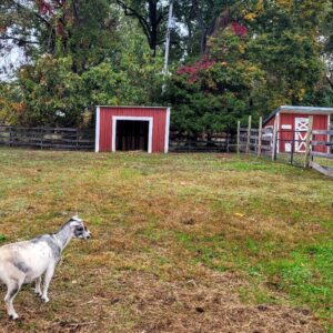 photo Snack Time for Goat - Taken near the animal barns on October 25, 2022 by Markella Magoulas