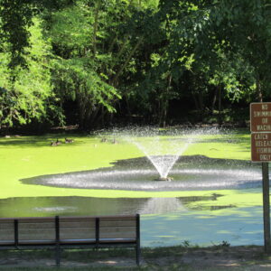 photo Duck Pond - Taken on June 5, 2022 when the whole pond was covered in green algae except where the spray of the fountain was hitting.  The geese didn't seem to mind though! by Karen Schoenaar