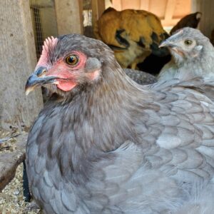 photo Holding Court - Taken on a sunny June weekend at the chicken coop in the park, during a sponsored volksmarch event by Karl Woodall