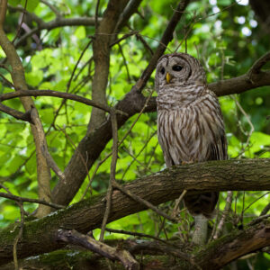photo Who are You? - Taken in a tree near Bunks Pond on June 4, 2023 by Domonic "Mickie" Vigneri