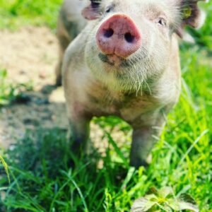 photo Cookie - Taken in the pig pen on July 6, 2023 by Madison Cassady