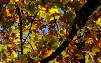 tree tops